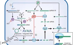 孟山都RNA干扰技术安全吗？
