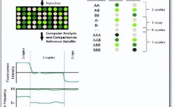 DNA芯片技术如何通过探针检测目标分子？