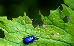 奢侈品牌有个金属孔虫