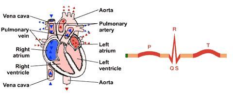 ECG管电流调节技术如何精准优化成像质量？-图2
