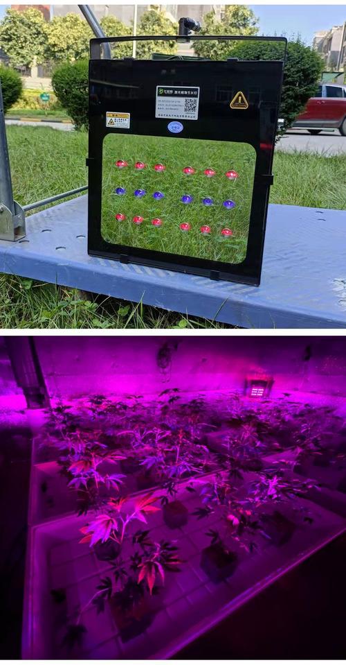 LED植物灯技术如何优化植物生长效率？-图1