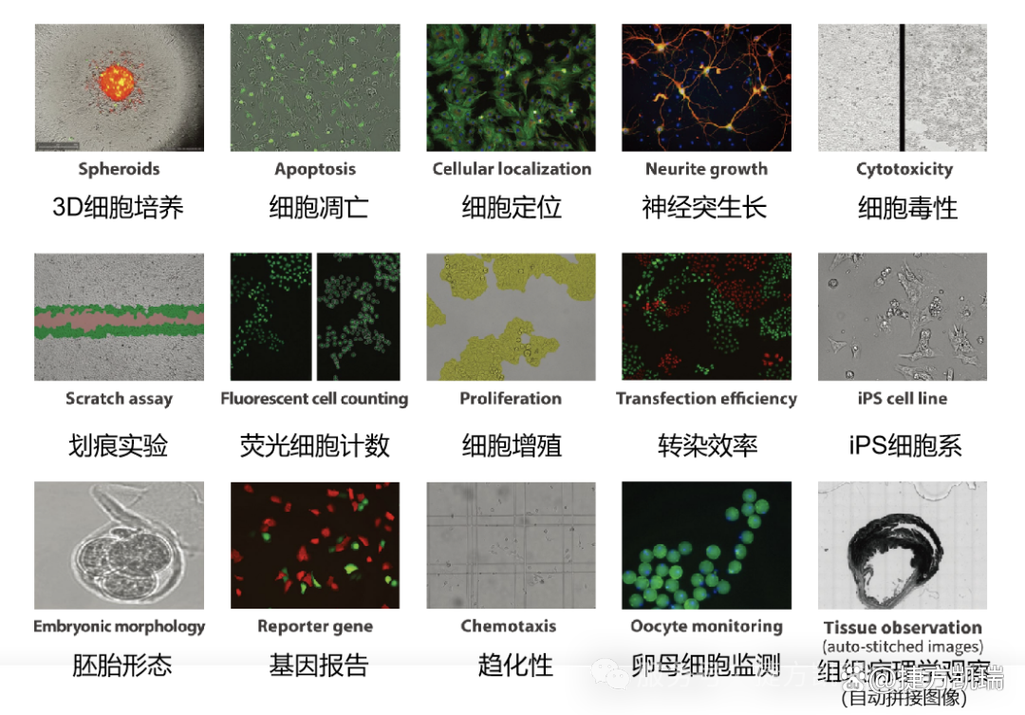 活细胞成像分析系统品牌哪个好？-图1