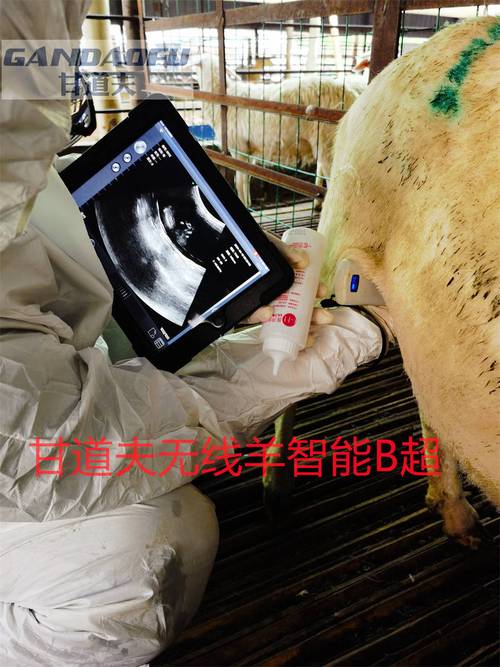 猪用B超机品牌有哪些？-图2