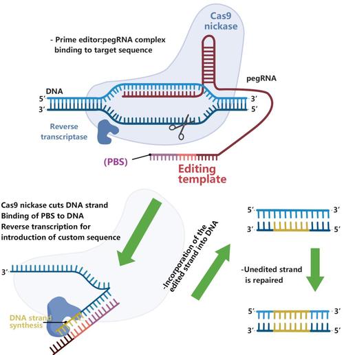 STS技术如何实现发送分集？-图3