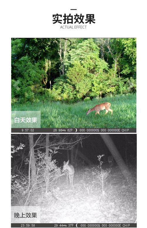 哪个野生动物红外相机品牌更可靠？-图3