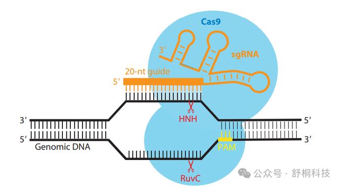 MECD电子捕获技术如何高效捕获电子？-图2