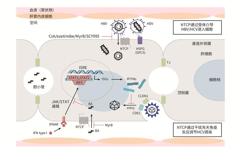 MIMO与CCA技术如何协同提升无线性能？-图3