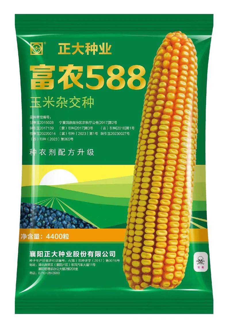 玉米种子品牌125天，具体品种有哪些优势？-图2