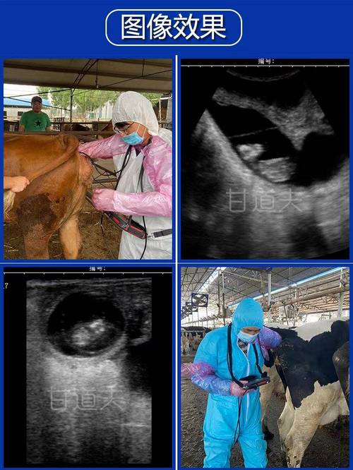 德国兽用b超品牌有何优势？-图1